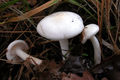 Hygrophorus cossus